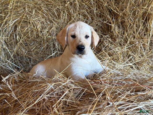 Labrador Retriever dogs Remy - Ad 1