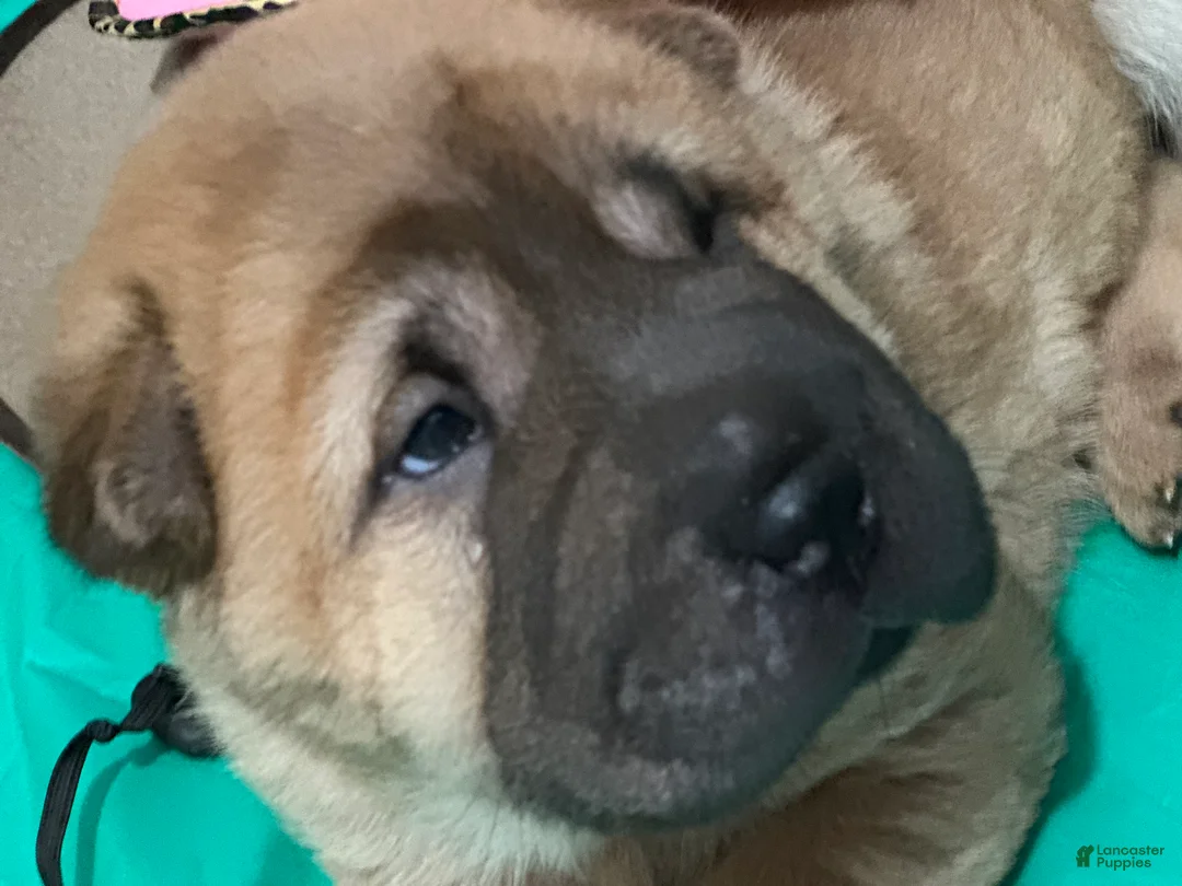 Shar Pei dogs for sale: Shar Pei Puppy 2 - Ad 2