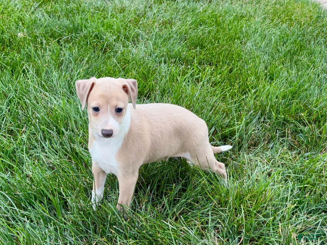 Italian Greyhound dogs for sale: Gordie - Ad 7