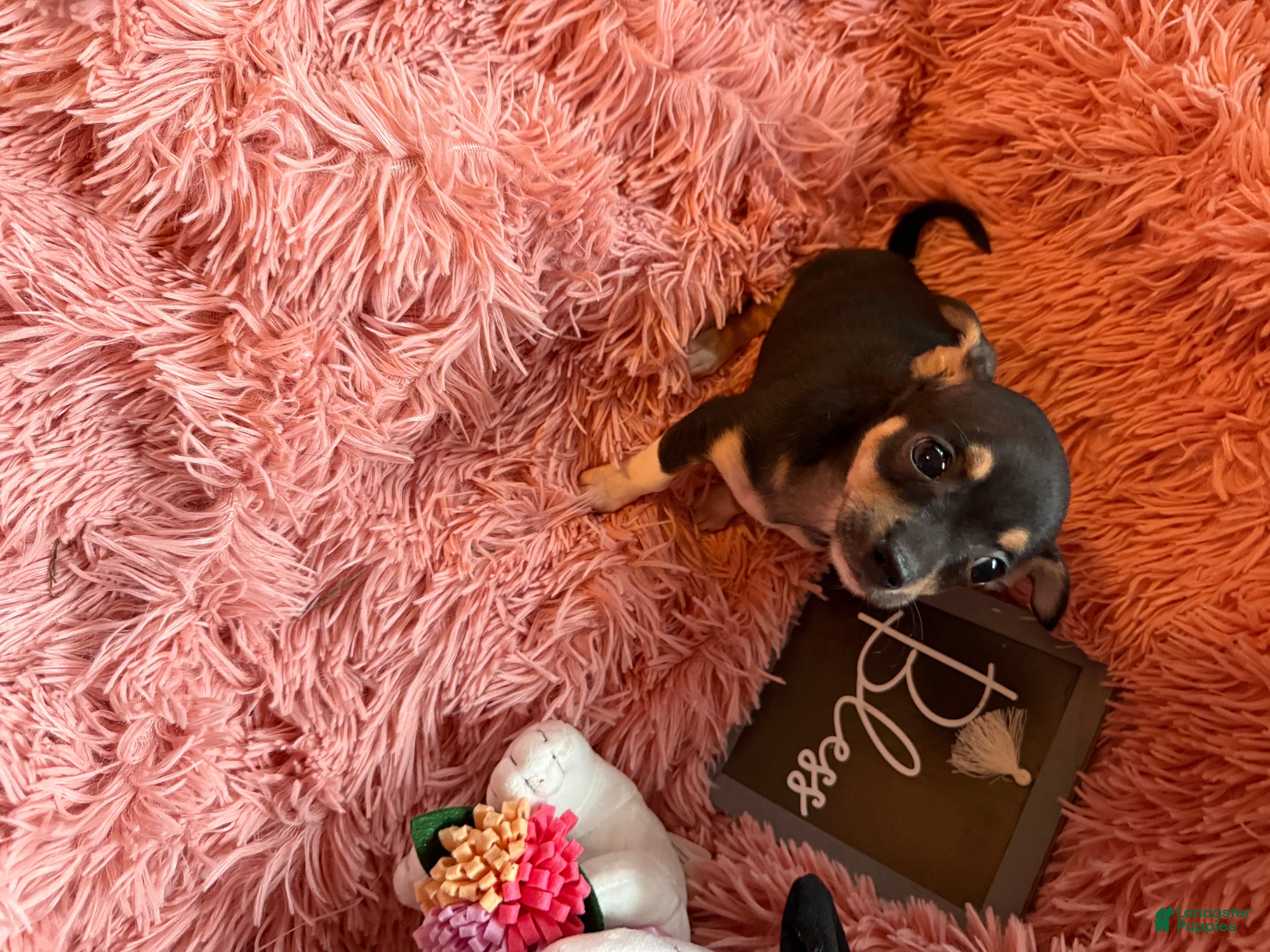 Chihuahua dogs Teacup Roxie - Ad 2