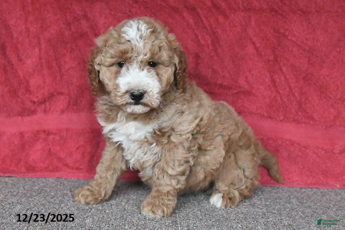 Mini Goldendoodle dogs Penny - Ad 15