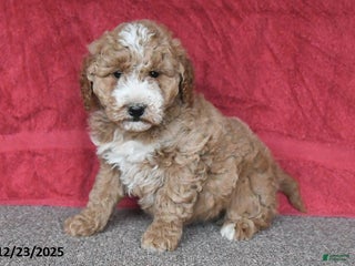 Mini Goldendoodle dogs Penny - Ad 15