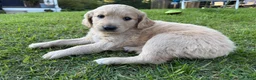 Goldendoodle dogs for sale: Pearl  - Ad 8