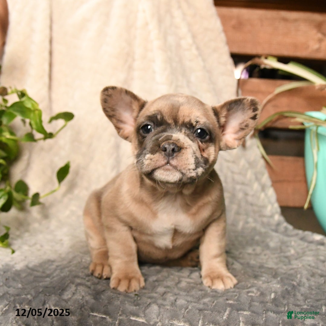 French Bulldog dogs for sale: Baby Ruth - Ad 5