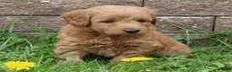 Mini Goldendoodle dogs for sale: Brock - Ad 2