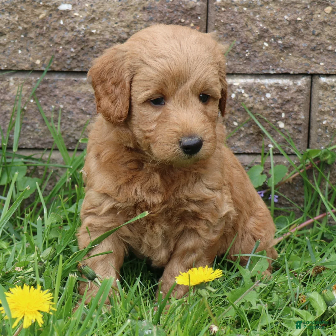 Mini Goldendoodle dogs for sale: Brock - Ad 2