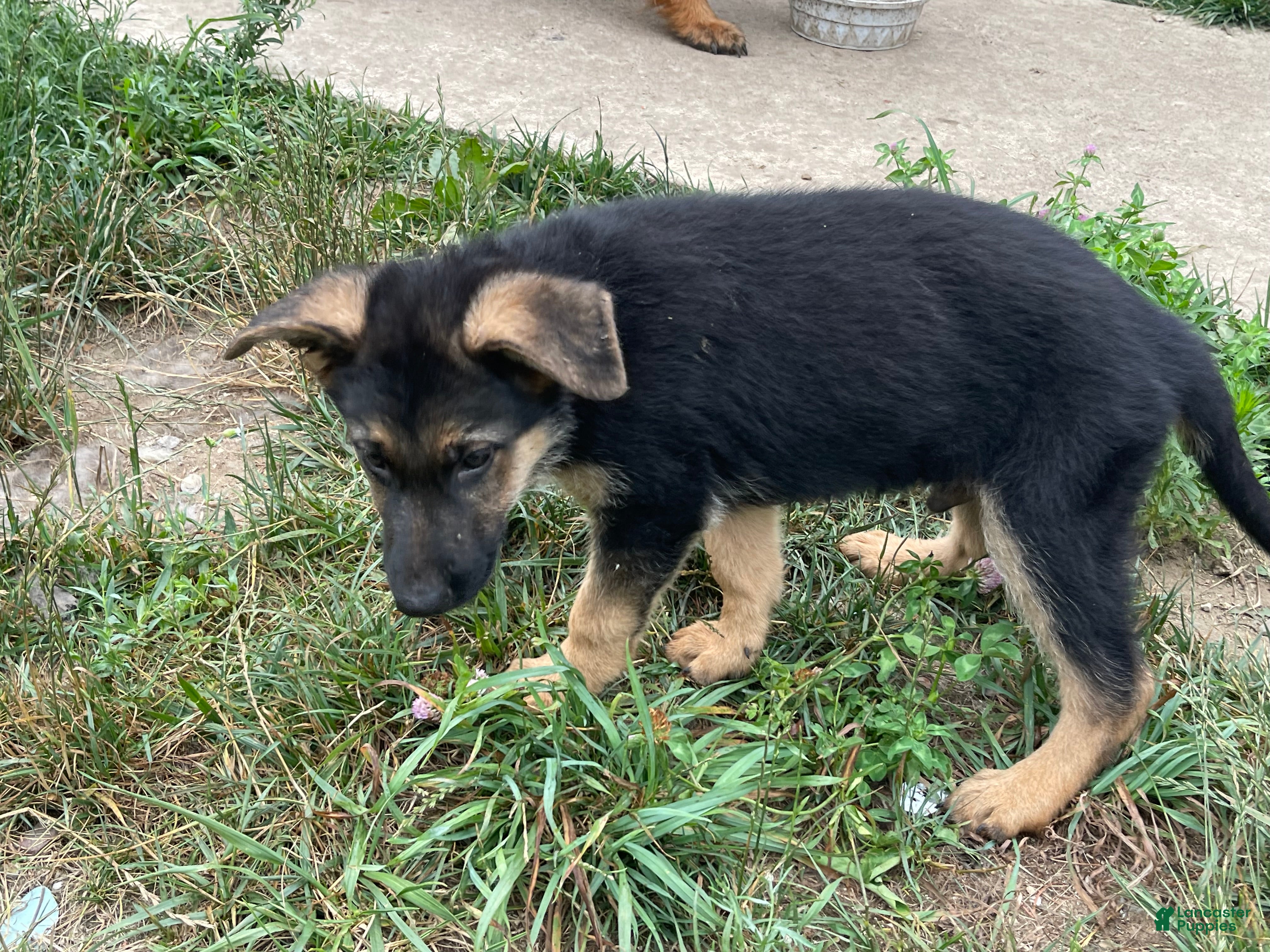 German Shepherd dogs German Shepherd 1 - Ad 10