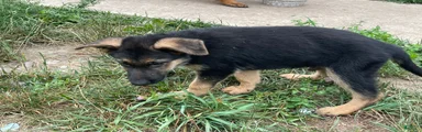 German Shepherd 1