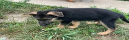 German Shepherd dogs for sale: German Shepherd 1 - Ad 1