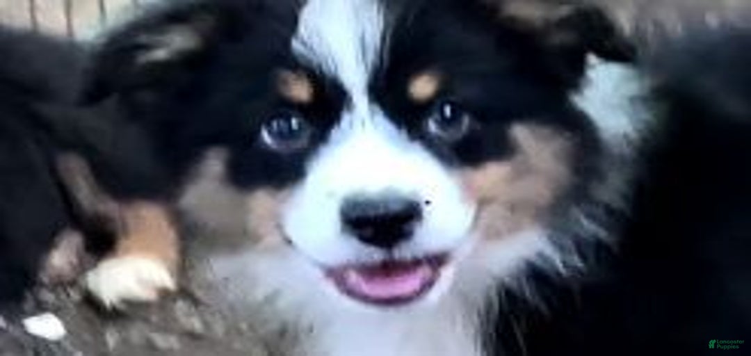 Gallery Image {{count}}