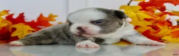 French Bulldog dogs for sale: Morgan Female AKC Fluffy French Bulldog - Ad 4