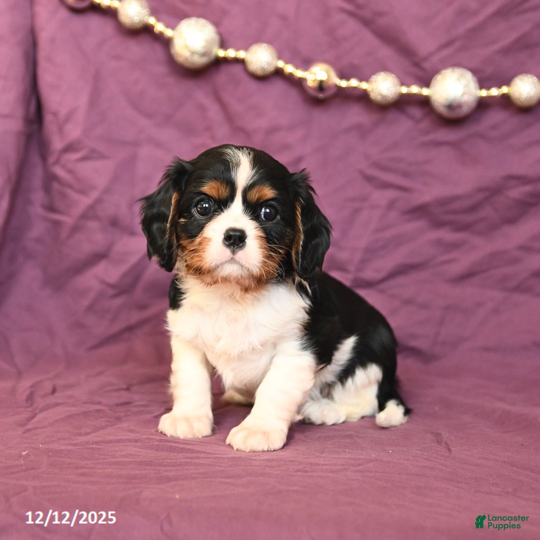 Cavalier King Charles Spaniel dogs for sale: Lily - Ad 2