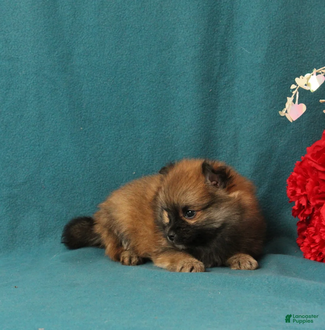Pomeranian dogs for sale: Vincent - Ad 4