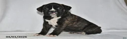 Boxer dogs for sale: Savannah - Ad 3