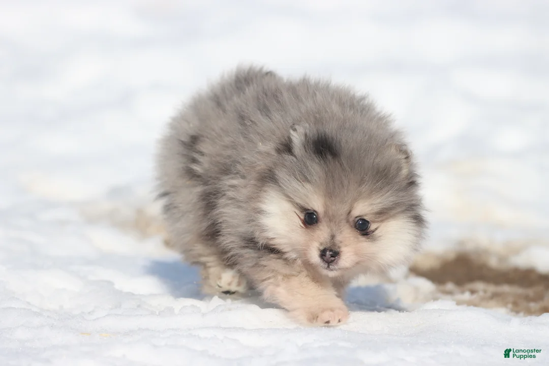 Pomeranian dogs for sale: Locket - Ad 1