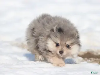 Pomeranian dogs Locket - Ad 31