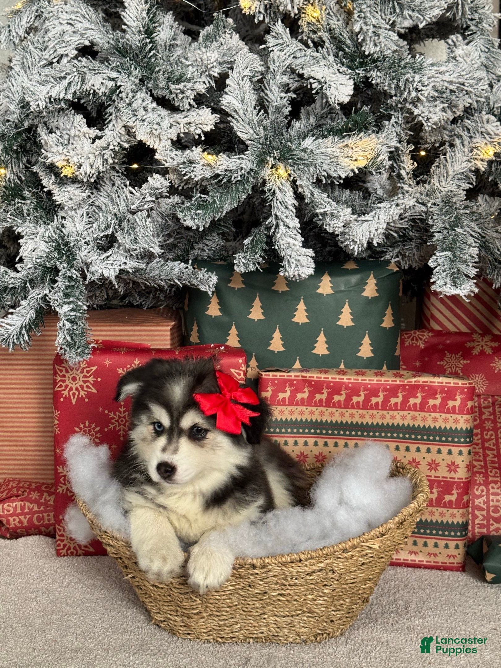 Pomsky dogs Ice - Ad 8