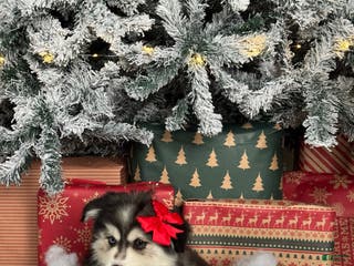 Pomsky dogs Ice - Ad 14