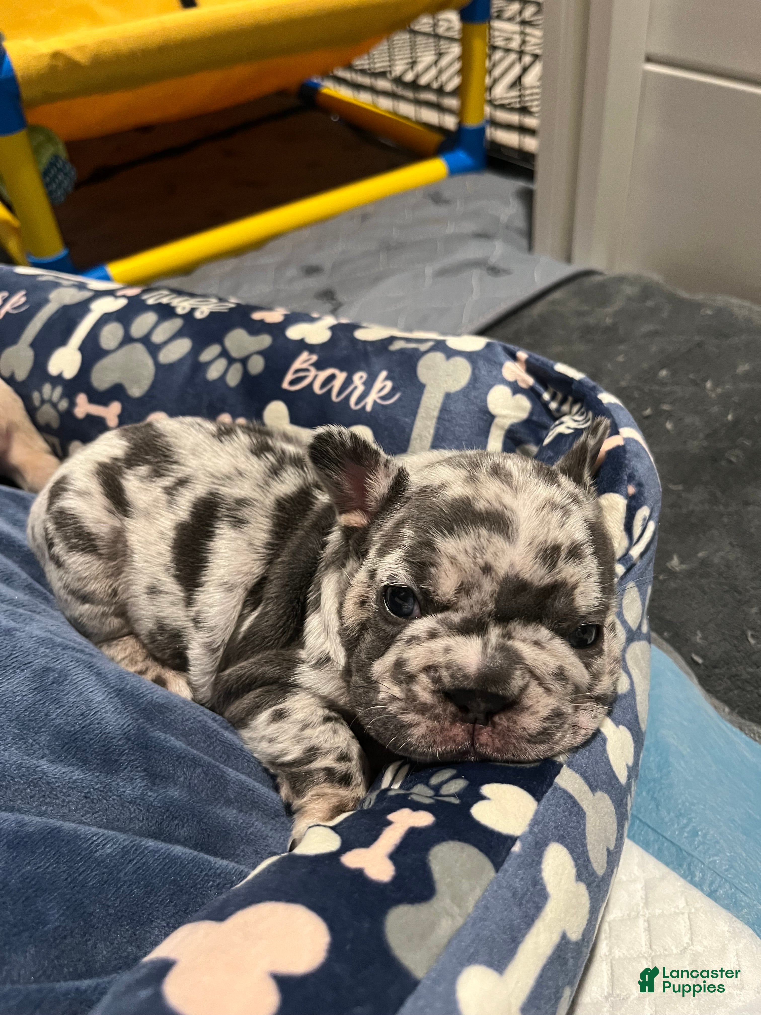 French Bulldog dogs French Bulldog Puppy 7 - Ad 37