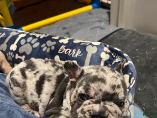 French Bulldog dogs French Bulldog Puppy 7 - Ad 37