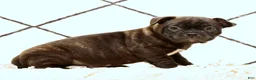 Frenchton dogs for sale: Jip - Ad 4