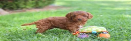 Cockapoo dogs for sale: Sienna - Ad 5