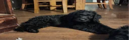 Labradoodle dogs for sale: Labradoodle gray collar - Ad 1