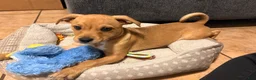 Mixed Breed dogs for sale: Mixed Breed 1 - Ad 2