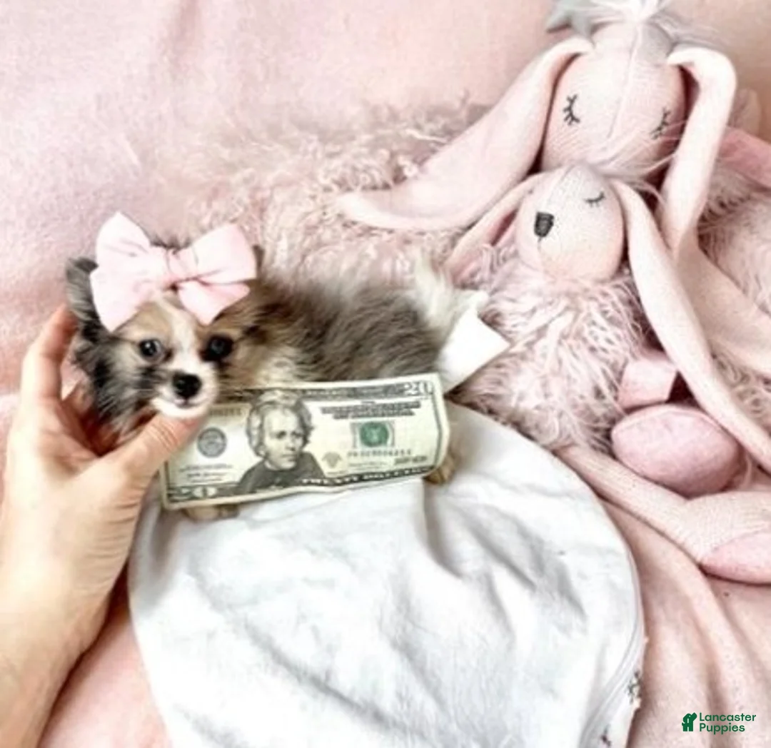 Pomeranian dogs for sale: Pomeranian Puppy 2 - Ad 1