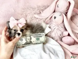 Pomeranian dogs Pomeranian Puppy 2 - Ad 13