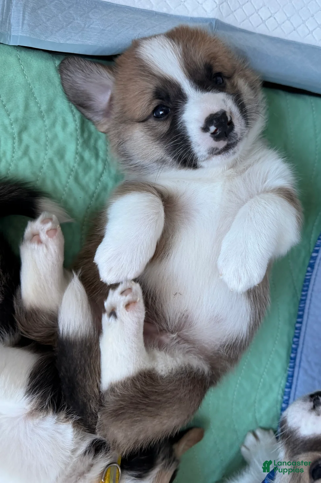 Welsh Corgi Pembroke dogs for sale: Corgi, green - Ad 2