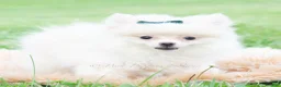 Pomeranian dogs for sale: Frost - Ad 4
