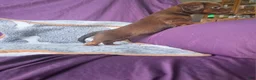 Miniature Dachshund dogs for sale: Cloe - Ad 3