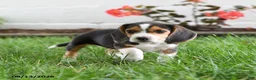 Beagle dogs for sale: Tina - Ad 4