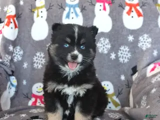 Pomsky dogs Bandit - Ad 8