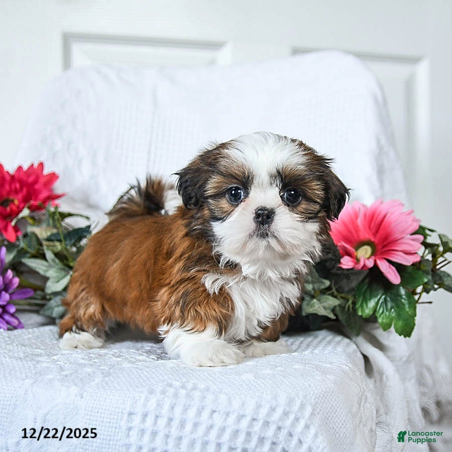 Shih Tzu dogs Flora   - Ad 2