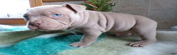 American Bully dogs for sale: American Bully Puppy 5 Nikko - Ad 1