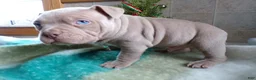 American Bully dogs for sale: American Bully Puppy 4 Marlo - Ad 7