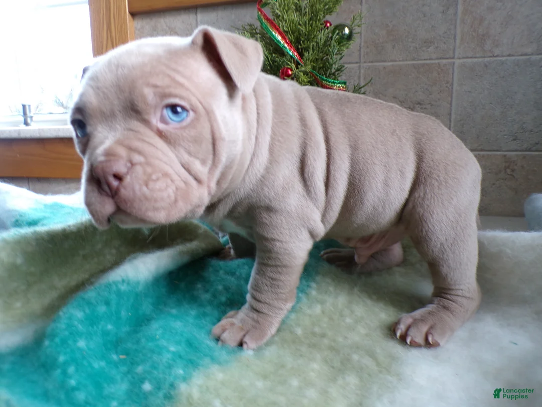 American Bully dogs for sale: American Bully Puppy 4 Marlo - Ad 7