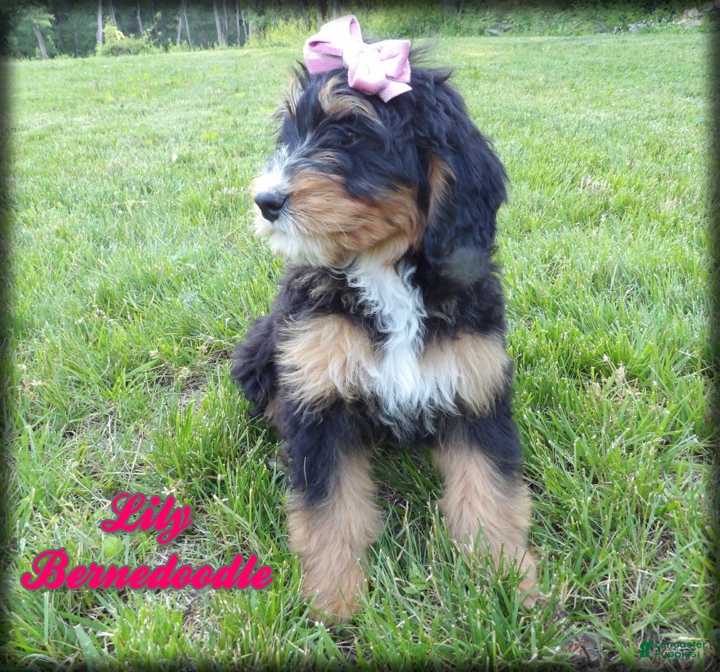 Bernedoodle dogs Lily - Ad 1