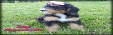 Lily