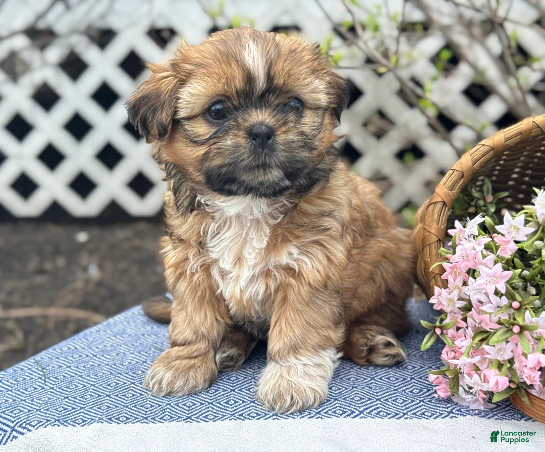 Shih Tzu dogs for sale: Lily - Ad 1