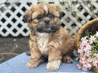 Shih Tzu dogs for sale: Lily - Ad 2