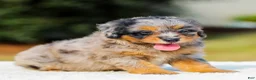 Mini Aussiedoodle dogs for sale: Frank - Ad 5