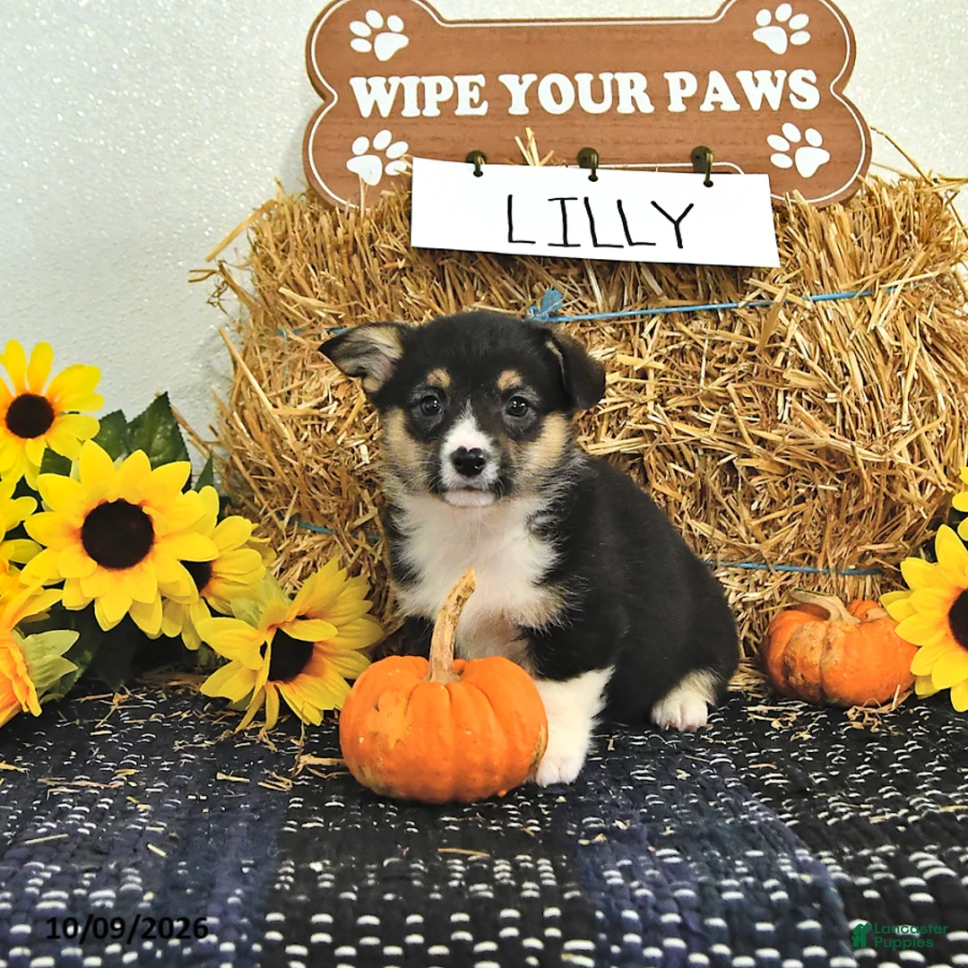 Welsh Corgi Pembroke dogs for sale: Lilly - Ad 2