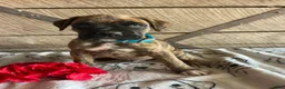 Boxer dogs for sale: Dempsey - Ad 4