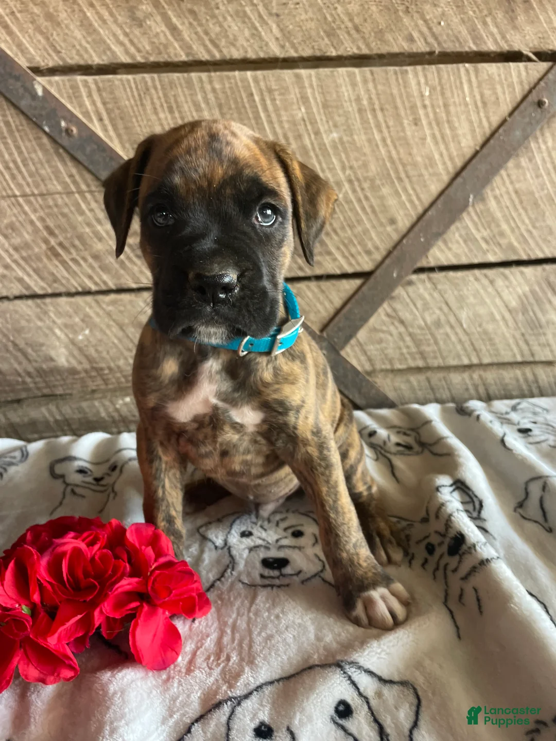 Boxer dogs for sale: Dempsey - Ad 4