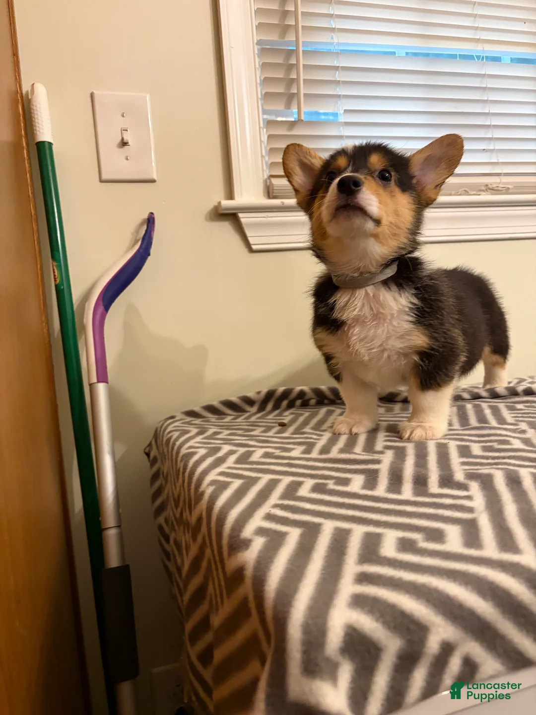 Welsh Corgi Pembroke dogs for sale: Princess - Ad 2