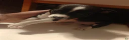 Chihuahua dogs for sale: Chihuahua 2 M - Ad 5