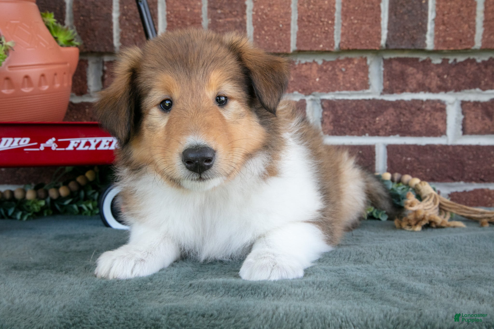 Collie dogs Ally - Ad 1